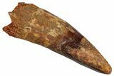 Fossil Spinosaurus Tooth - Giant Dinosaur Tooth #281129-1